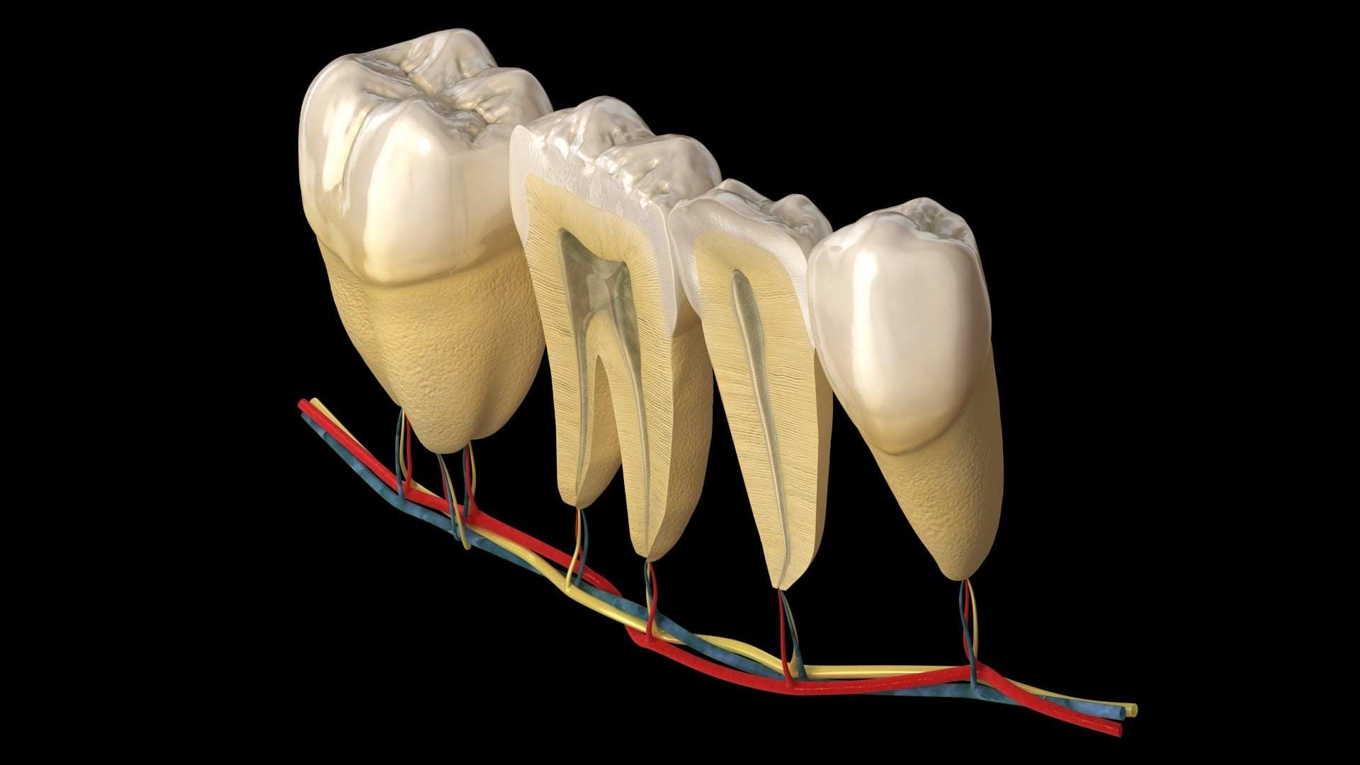Закаленный зуб. Стоматология зубы. Зубы человека. Зубы на черном фоне.