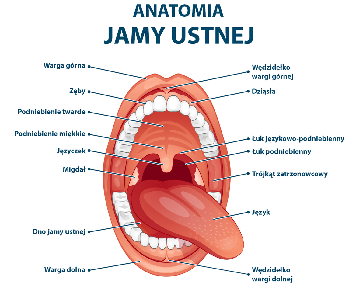 anatomia jamy ustnej