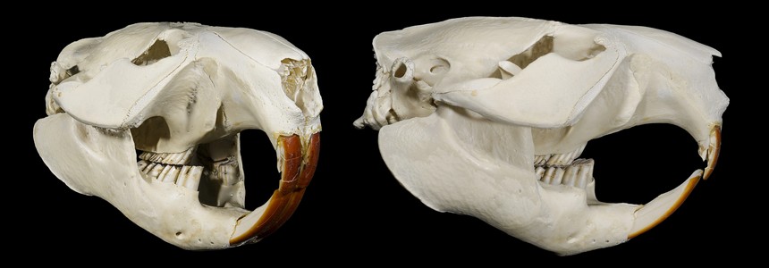 czaszka bobra